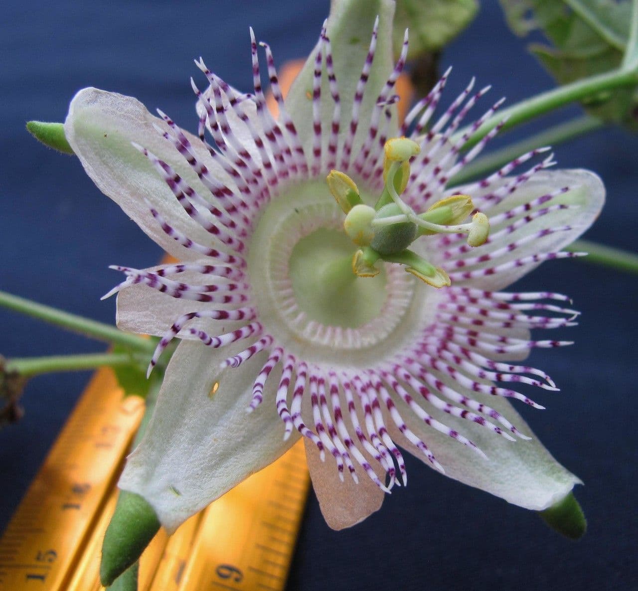 Passiflora 8