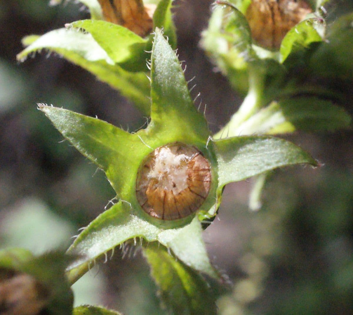 Breitblättrige Glockenblume 5