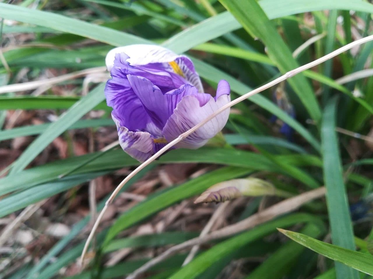 Iris 7