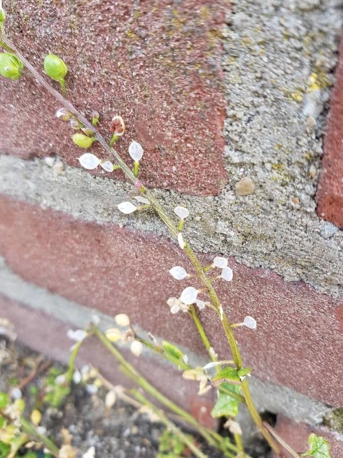 Coclearia danese 2