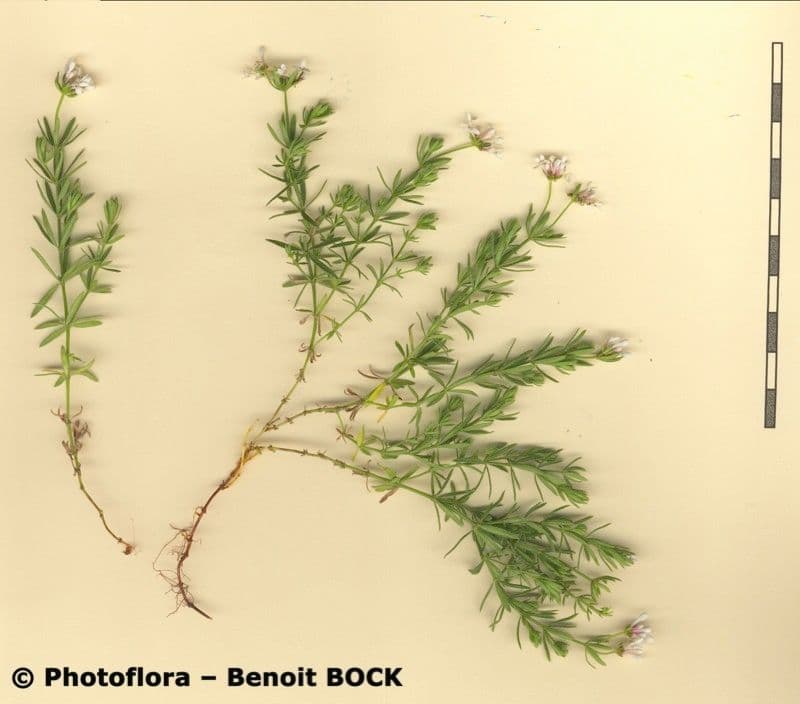 Asperula peluta 22