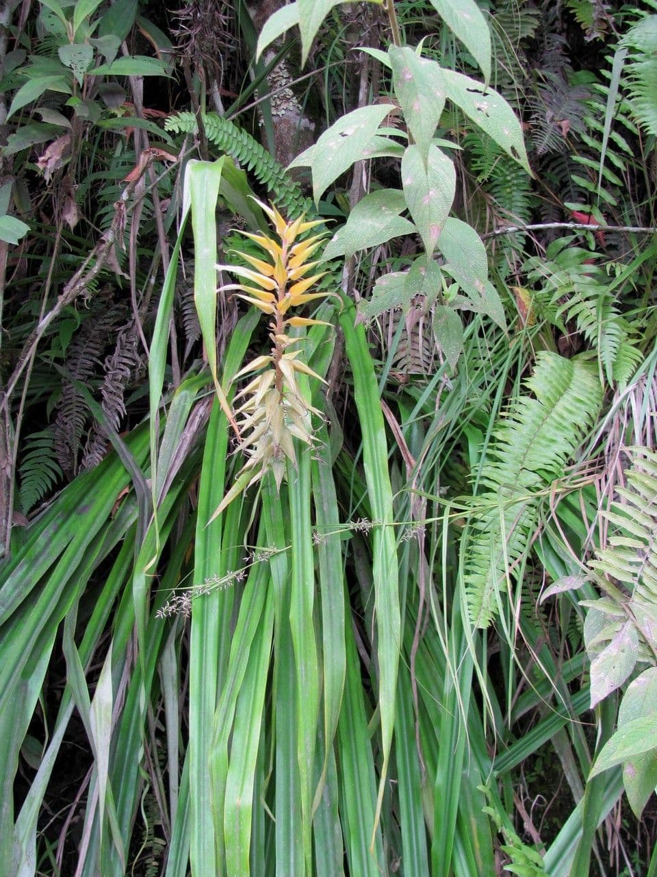 Pitcairnia 4