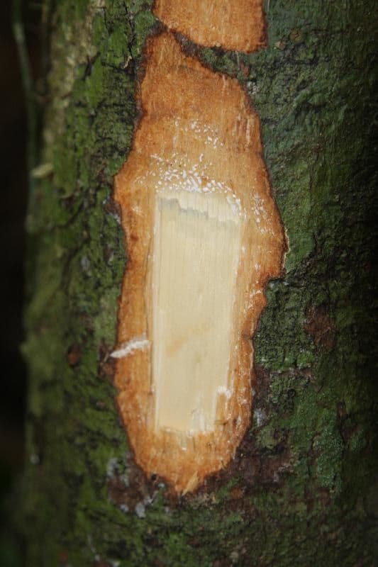 Ecclinusa 12