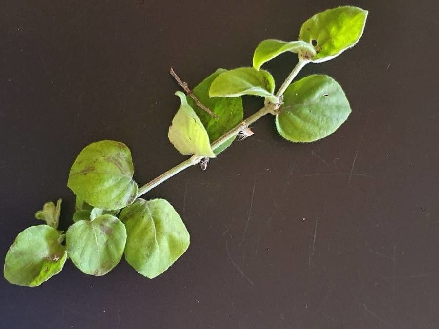 Barleria 7