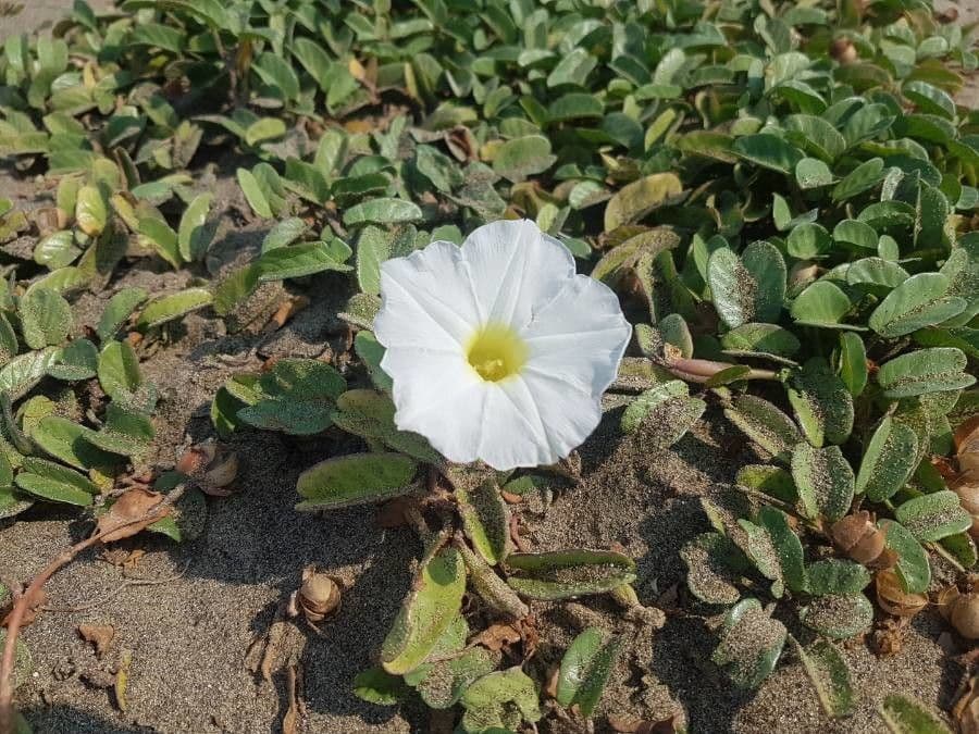 Imperatisiche