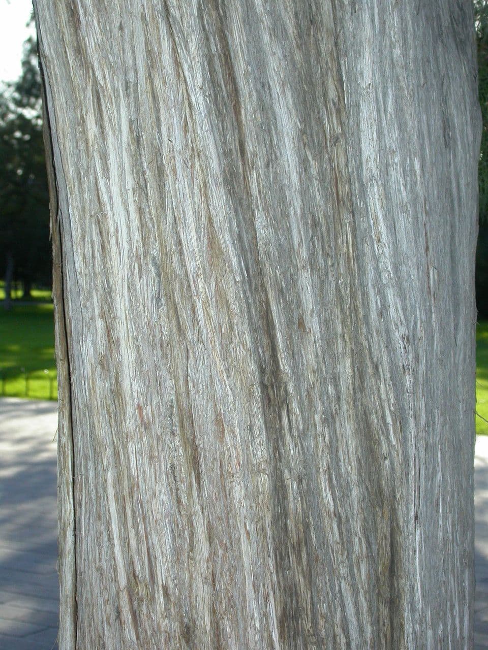 Arborvitae oriental 25