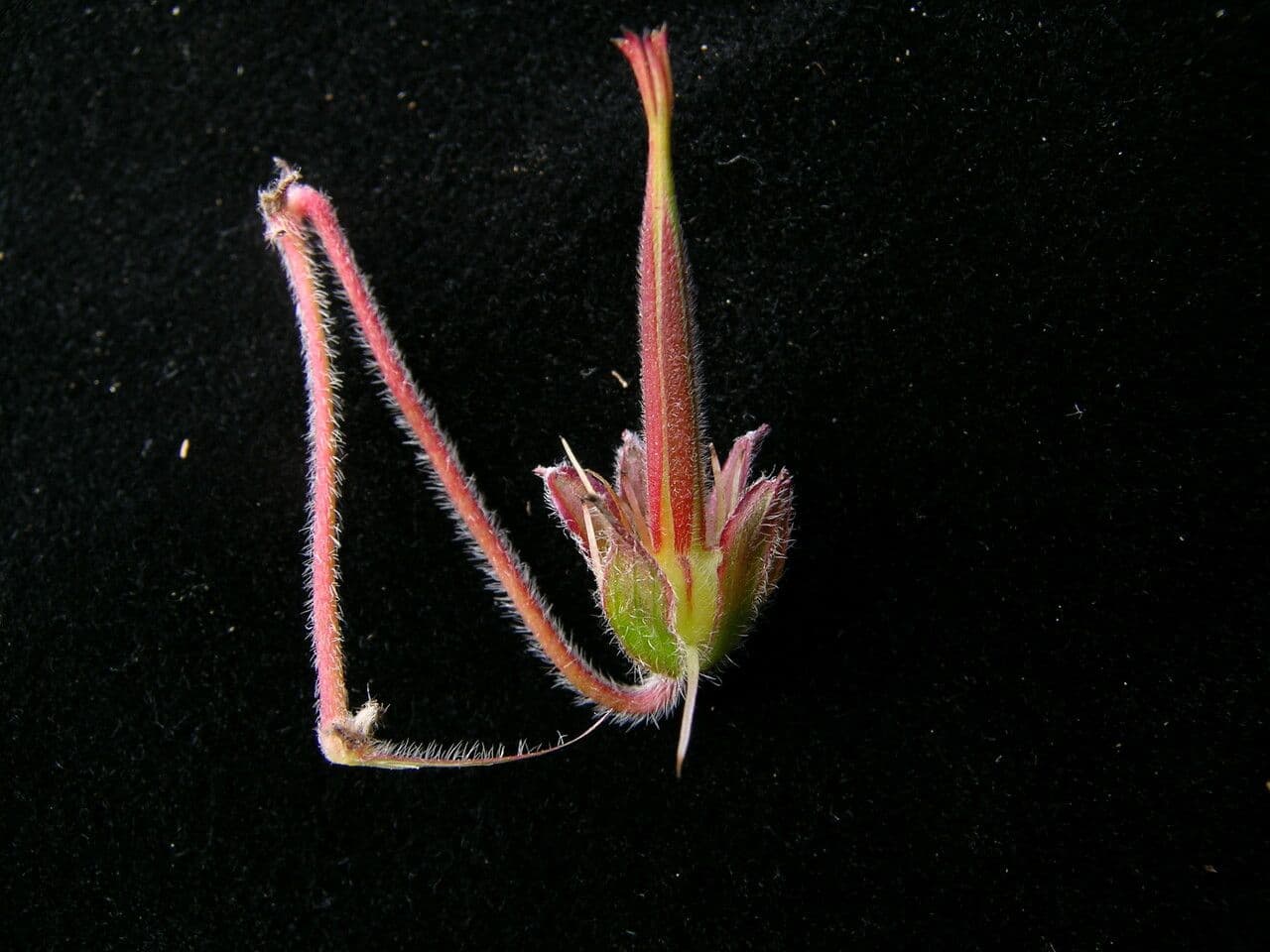 Geránium
