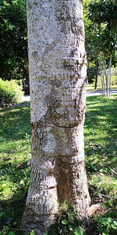 Oroxylum indiano 21