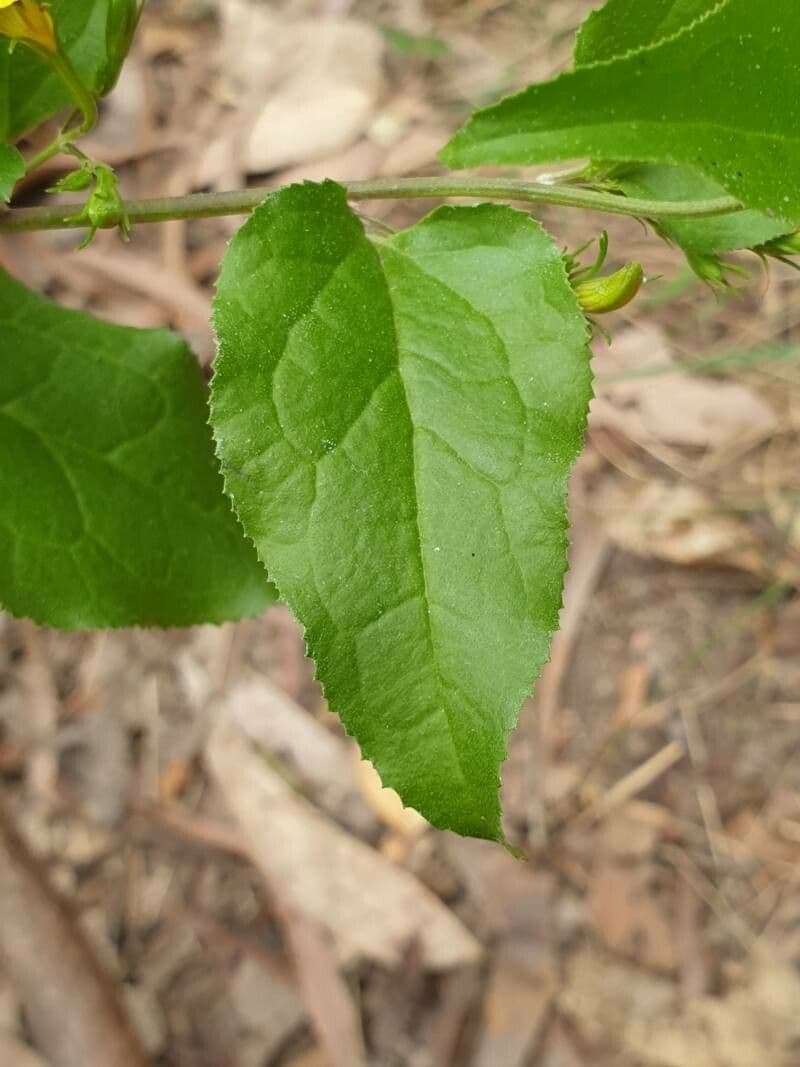 Goodenia ovata 8
