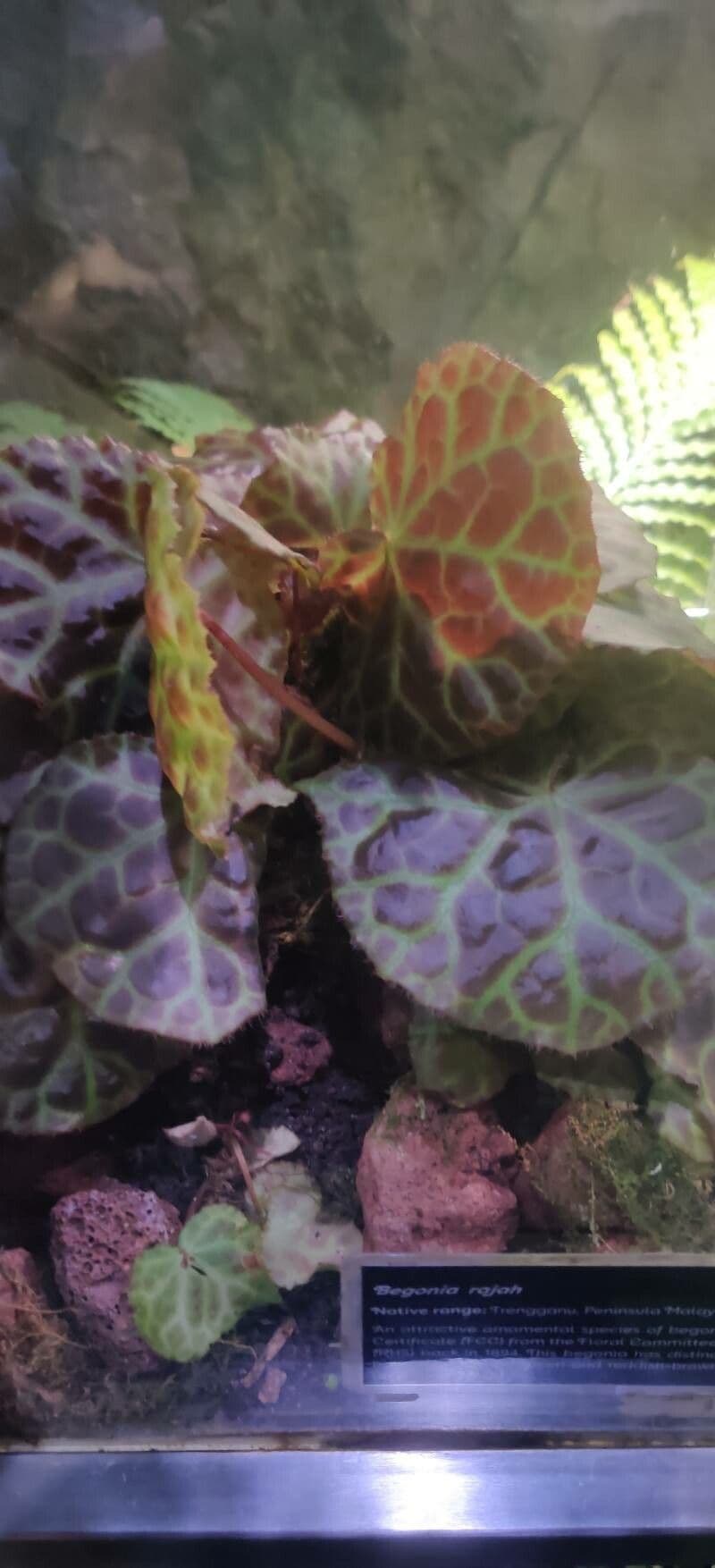 Begonia 11