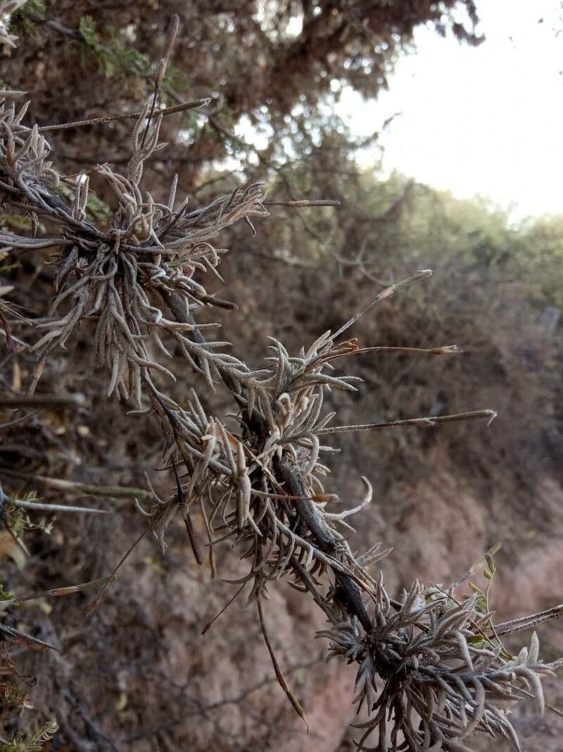 Tillandsia 3