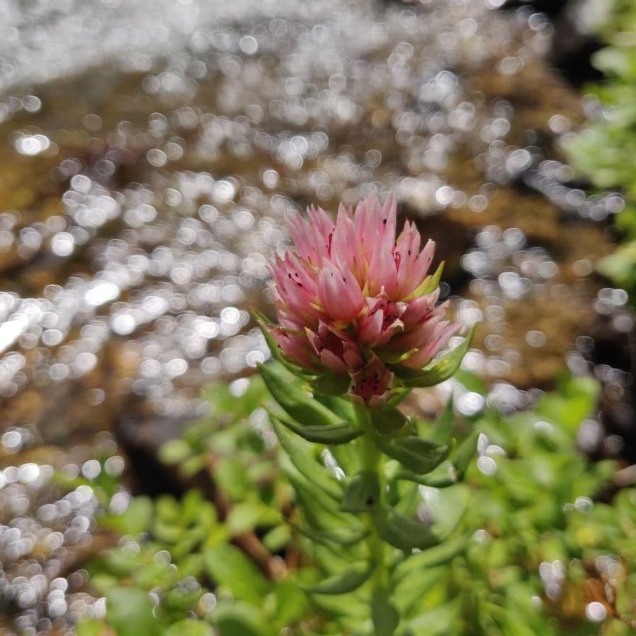 Rhodiola rosata 4