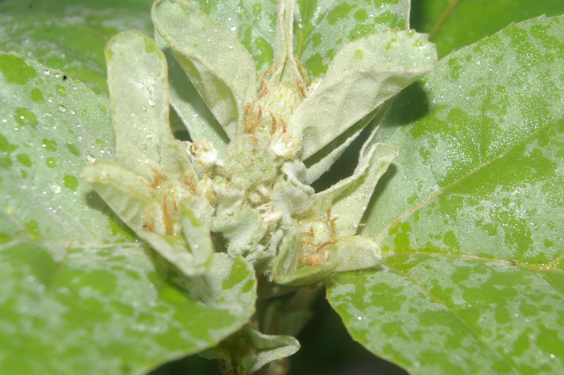 Croton argentato 8