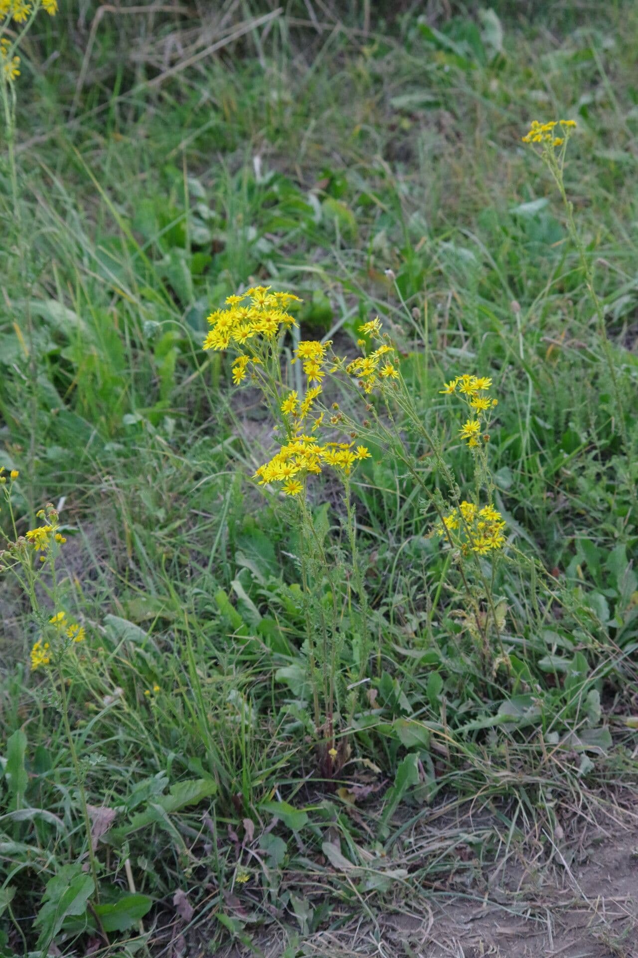 Jacobaea 6