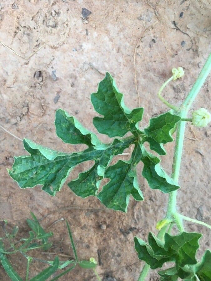 Anguria 16