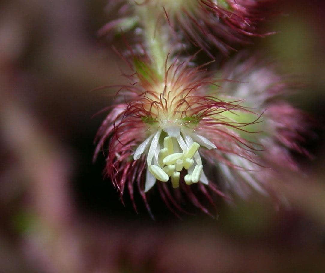 Miconia 3