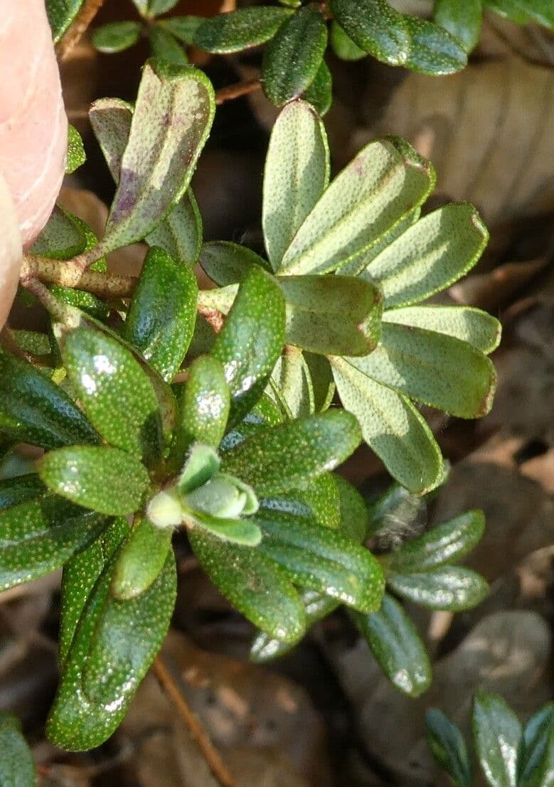 Rododendro 11