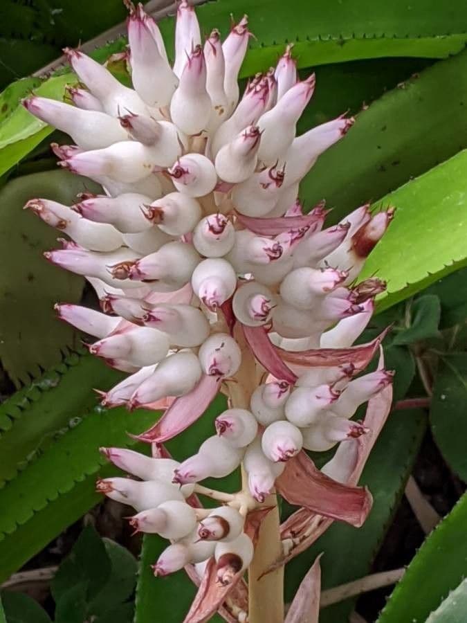 Aechmea 6
