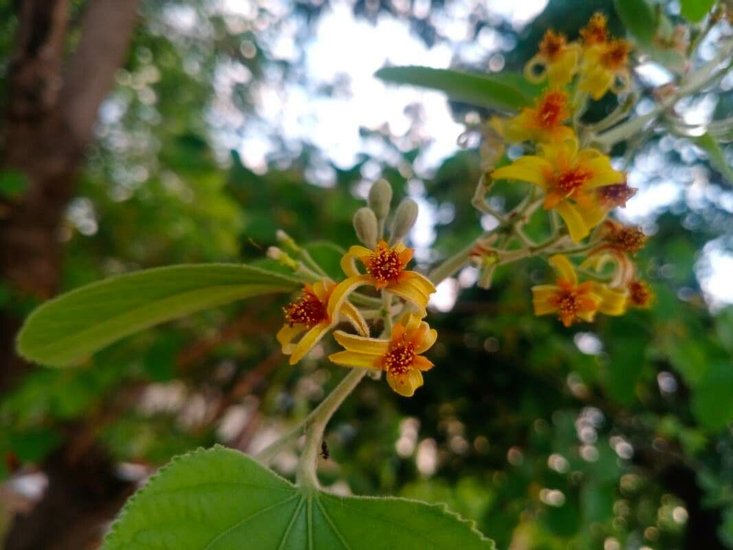 Grewia asiatica 9