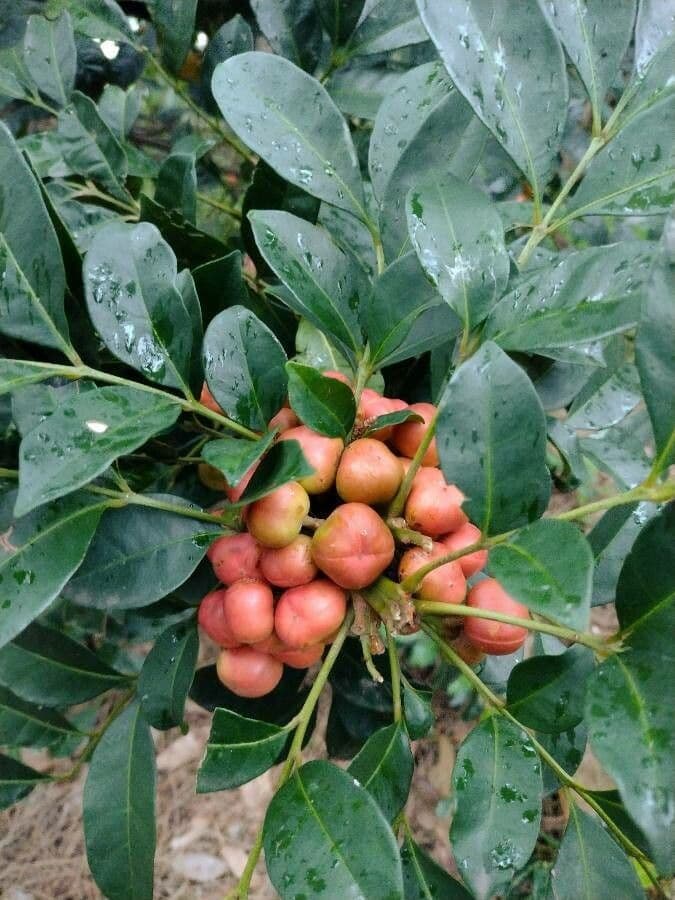 Synoum glandulosum