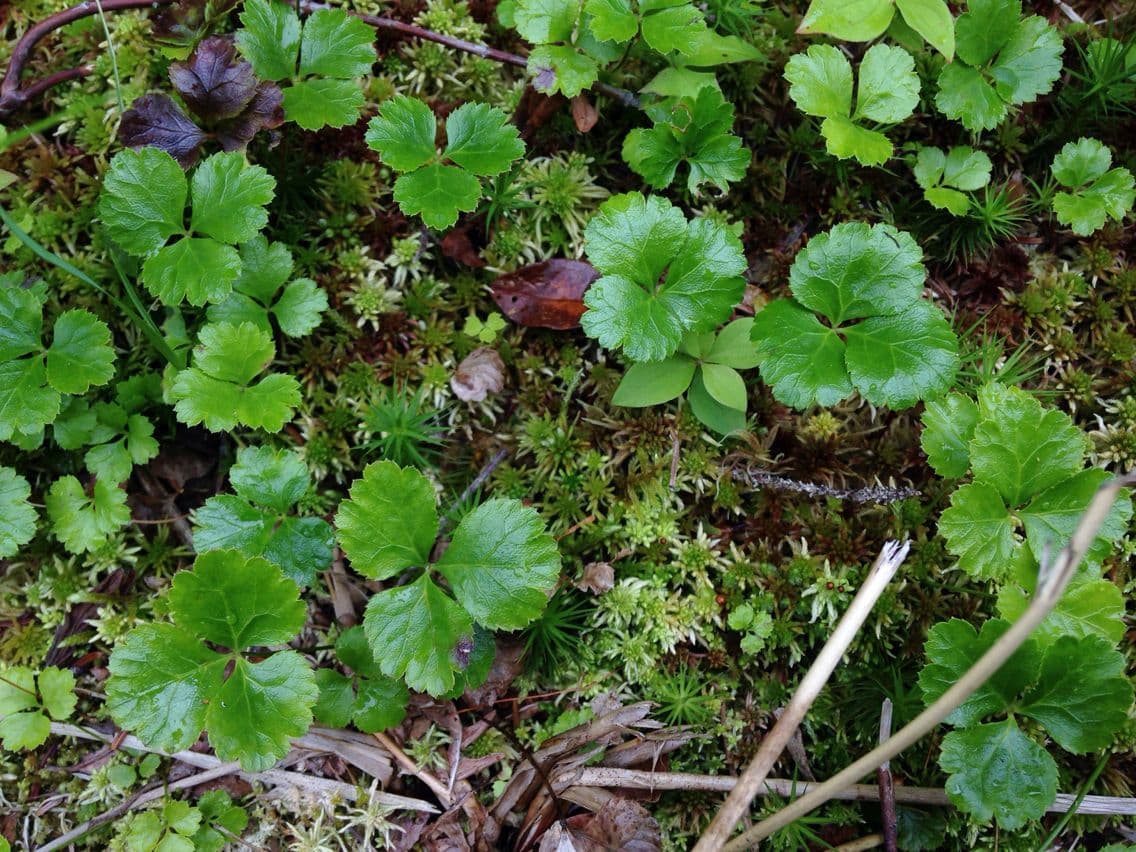 Coptis trifolié 7