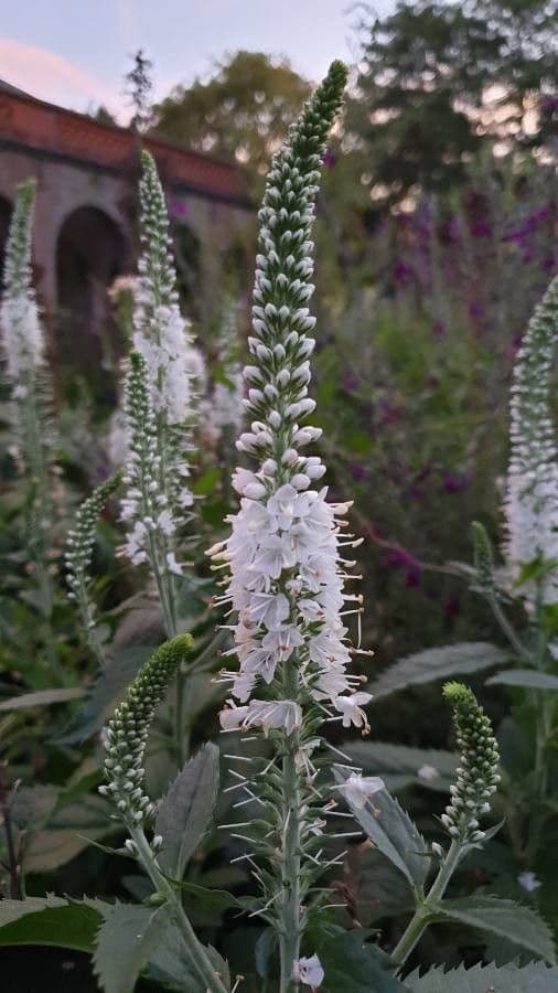 Veronica spigata 8