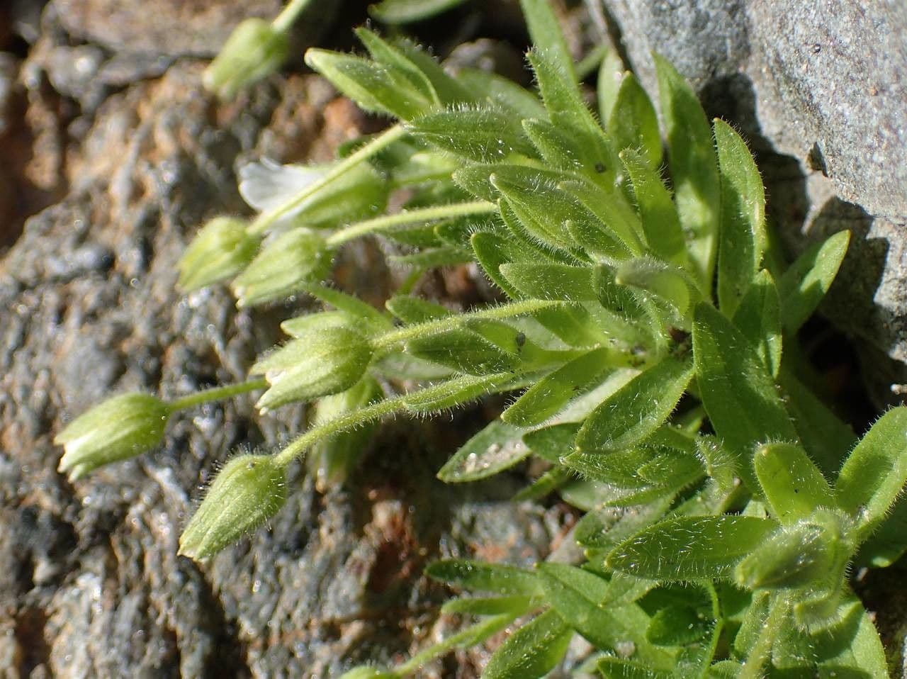 Cerastium 8