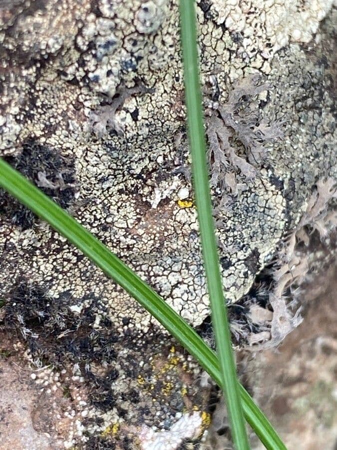 Romulea 17