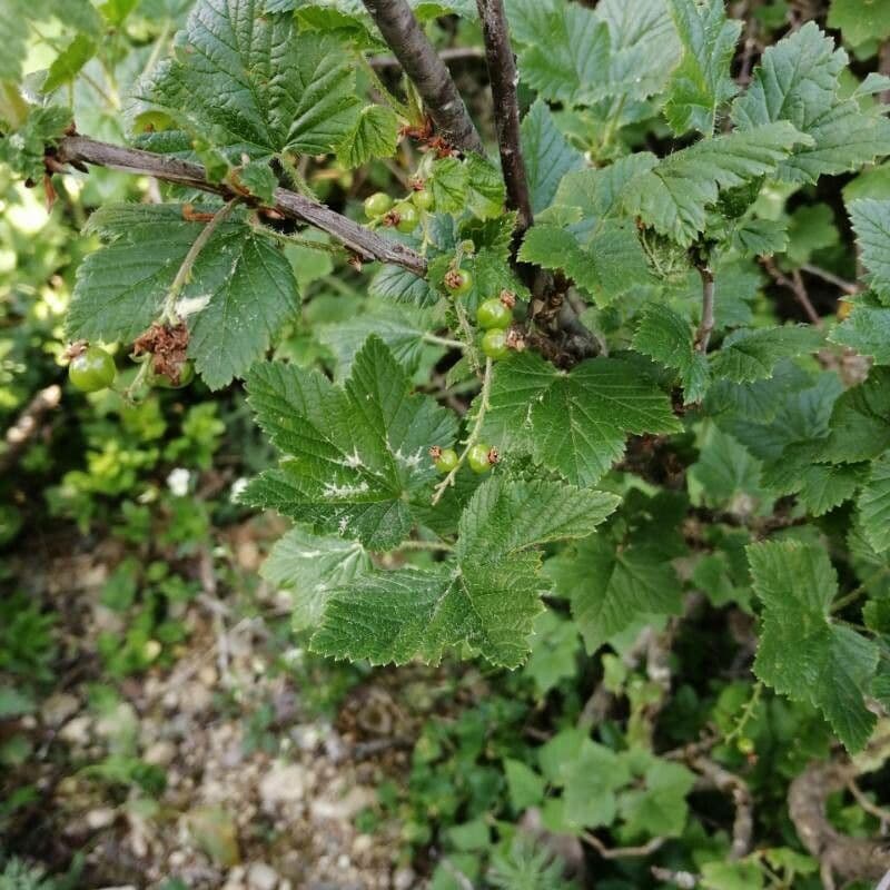 Ribes petraeum 5