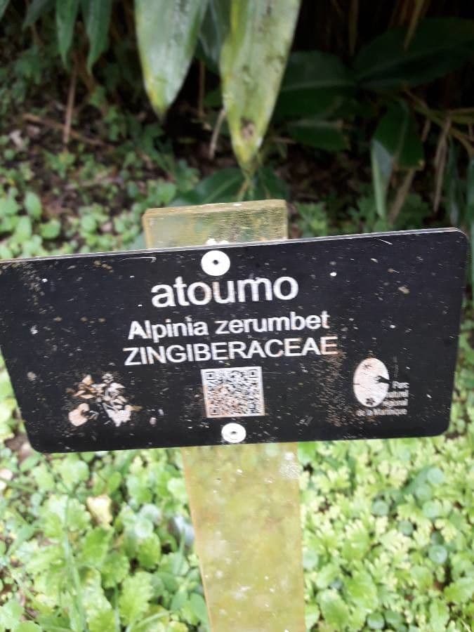 Alpinia zerumbet 30