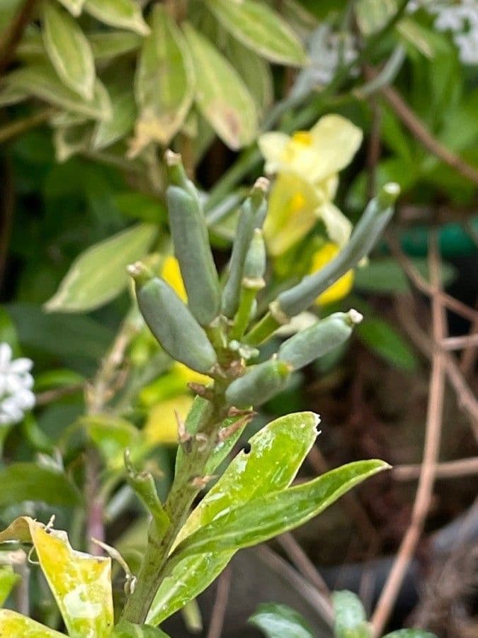Erysimum 2