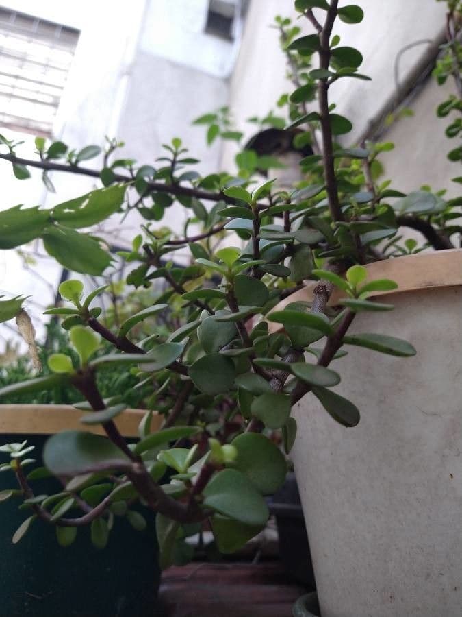 Portulacaria afra 5