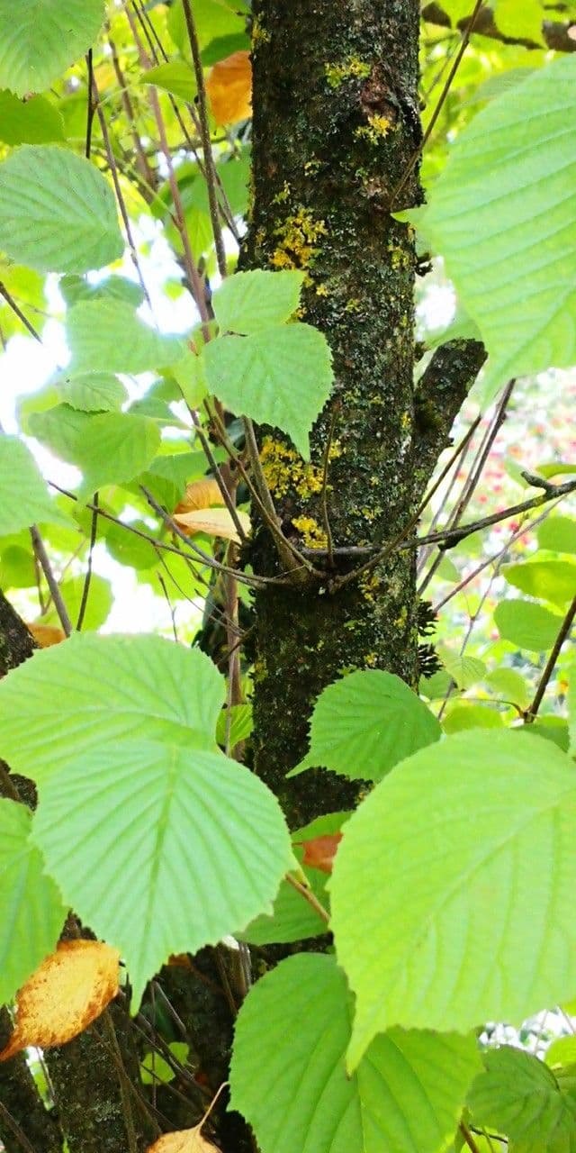 Euptelea polyandra 9
