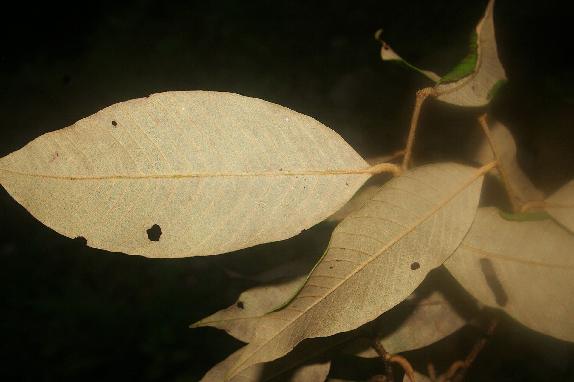 Parinari excelsa 4