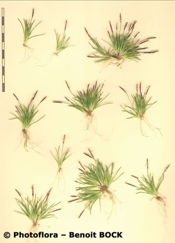 Mibora minima 26