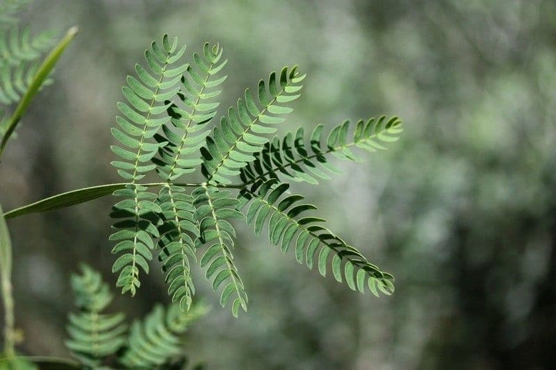 Acacia 18