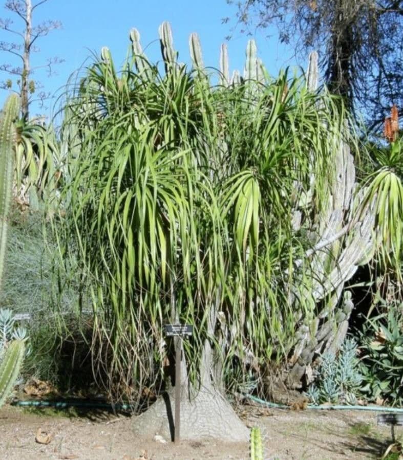 Beaucarnea