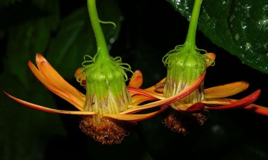 Pseudogynoxys 2