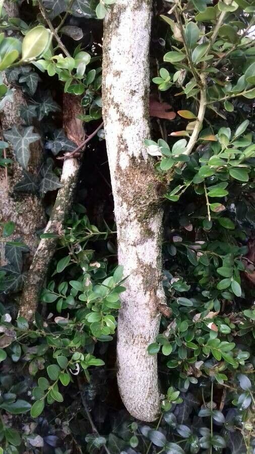 Bosso sempreverde 25