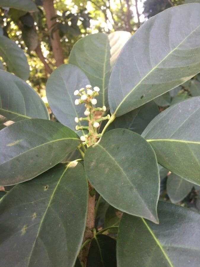 Dendropanax 5