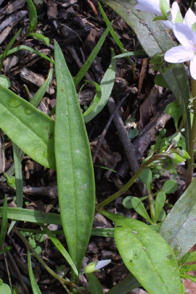 Claytonia 14