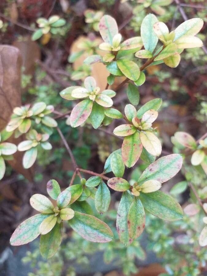 Azalea cinese 15