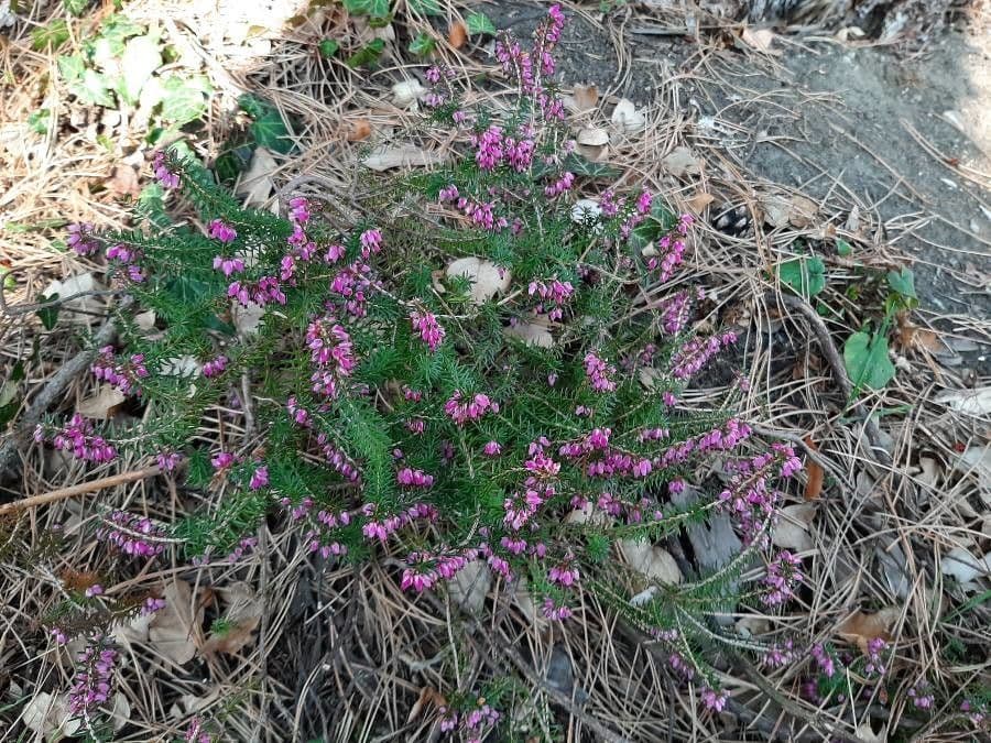 Erica herbacea