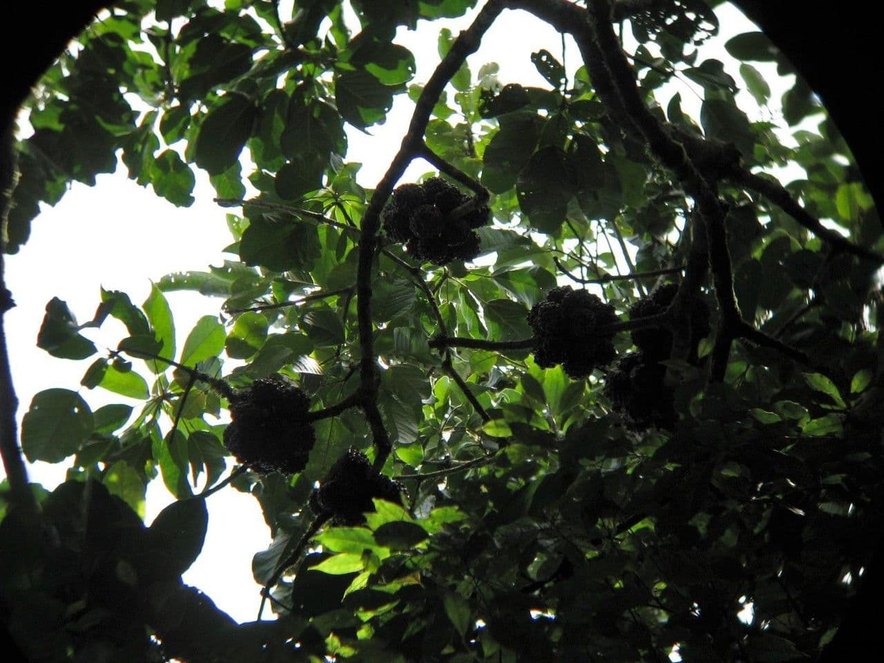 Dendropanax