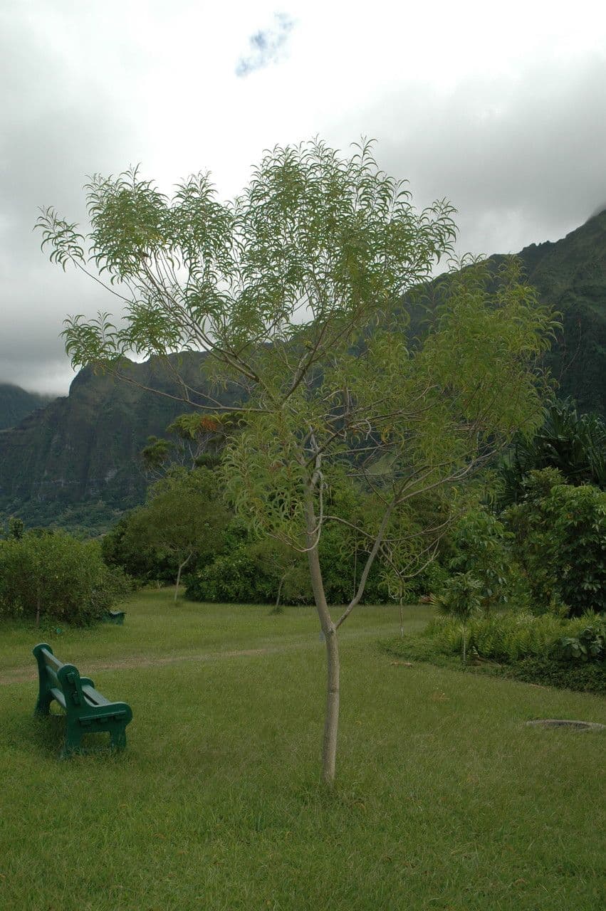 Acacia Koaoha 8