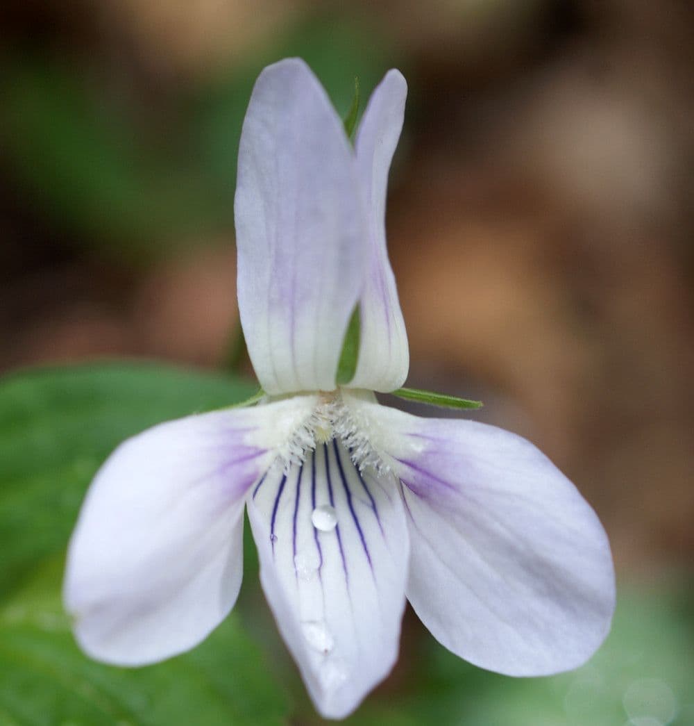 Viola