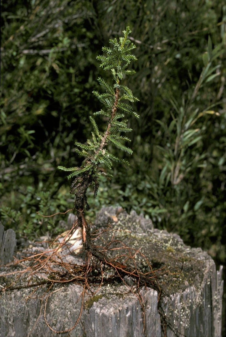 Pilgerodendron chilský 8