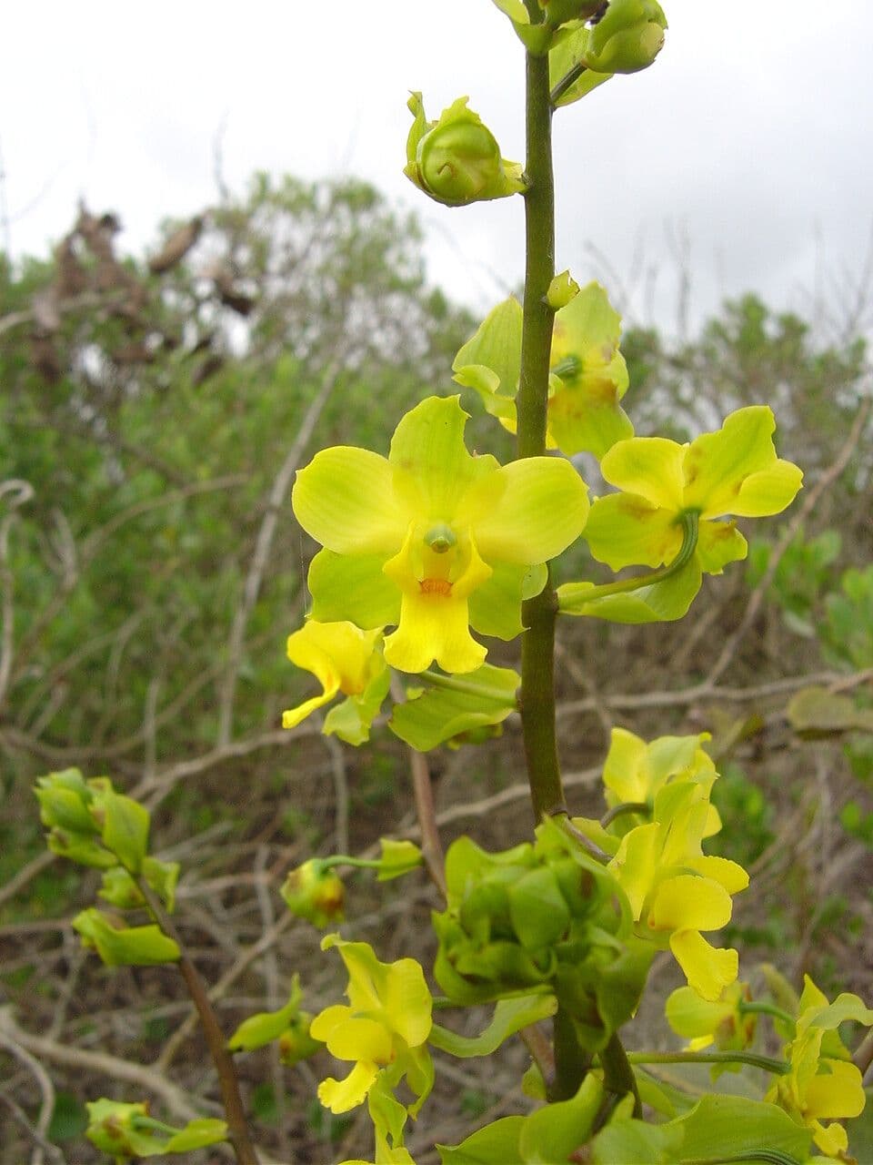 Cyrtopodium flavum 5