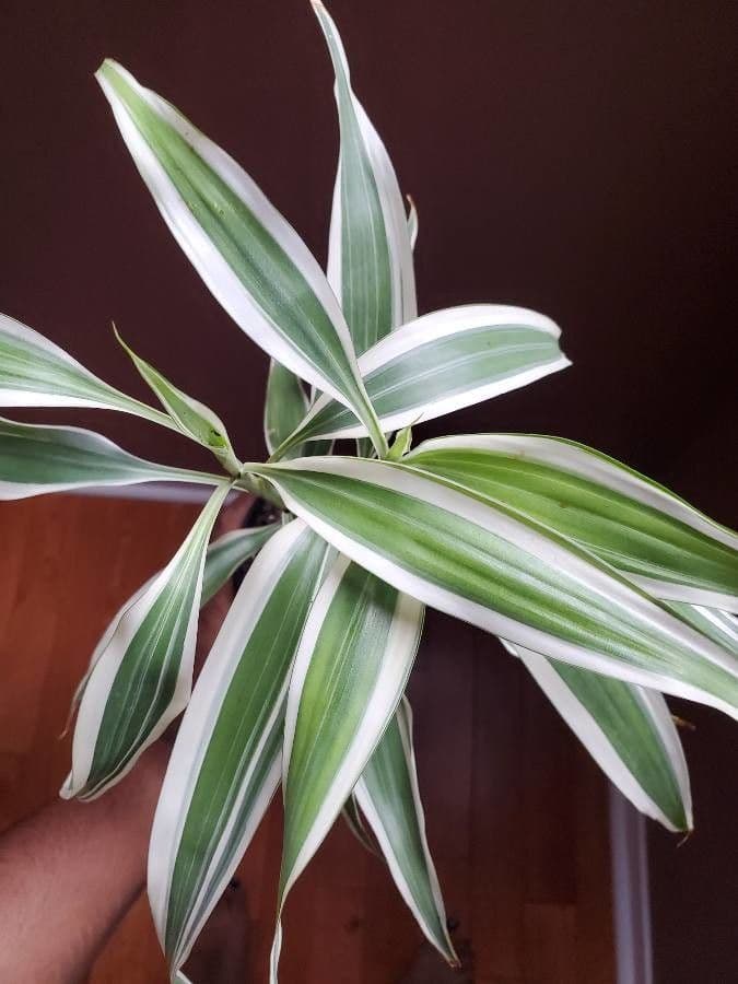 Dracena 25