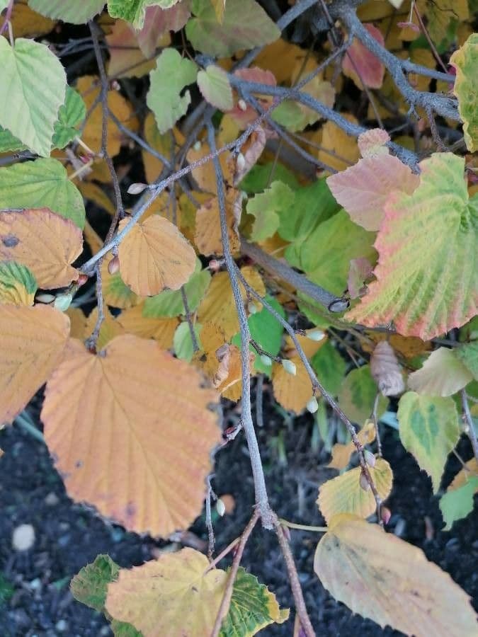 Corylopsis 15